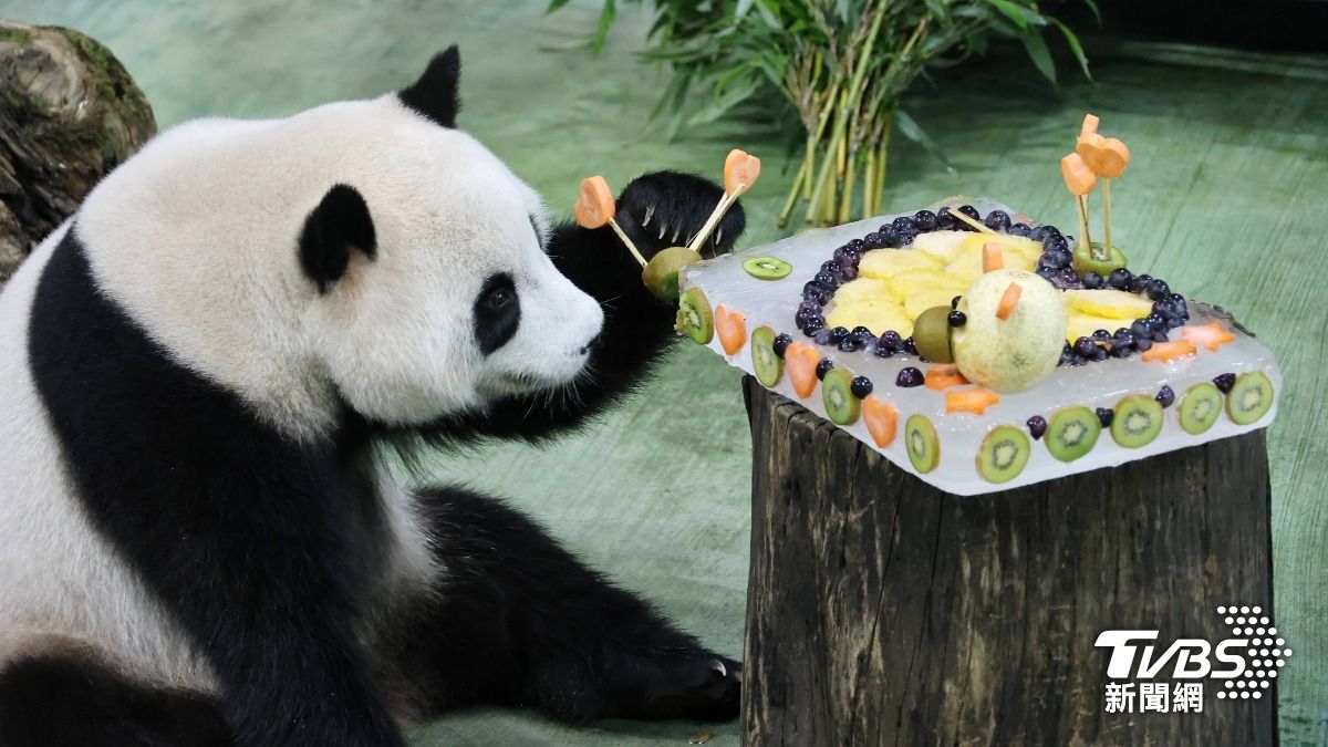 圓寶過四歲生日，動物園準備水果冰磚蛋糕為圓寶慶生。(圖/葉志明攝)