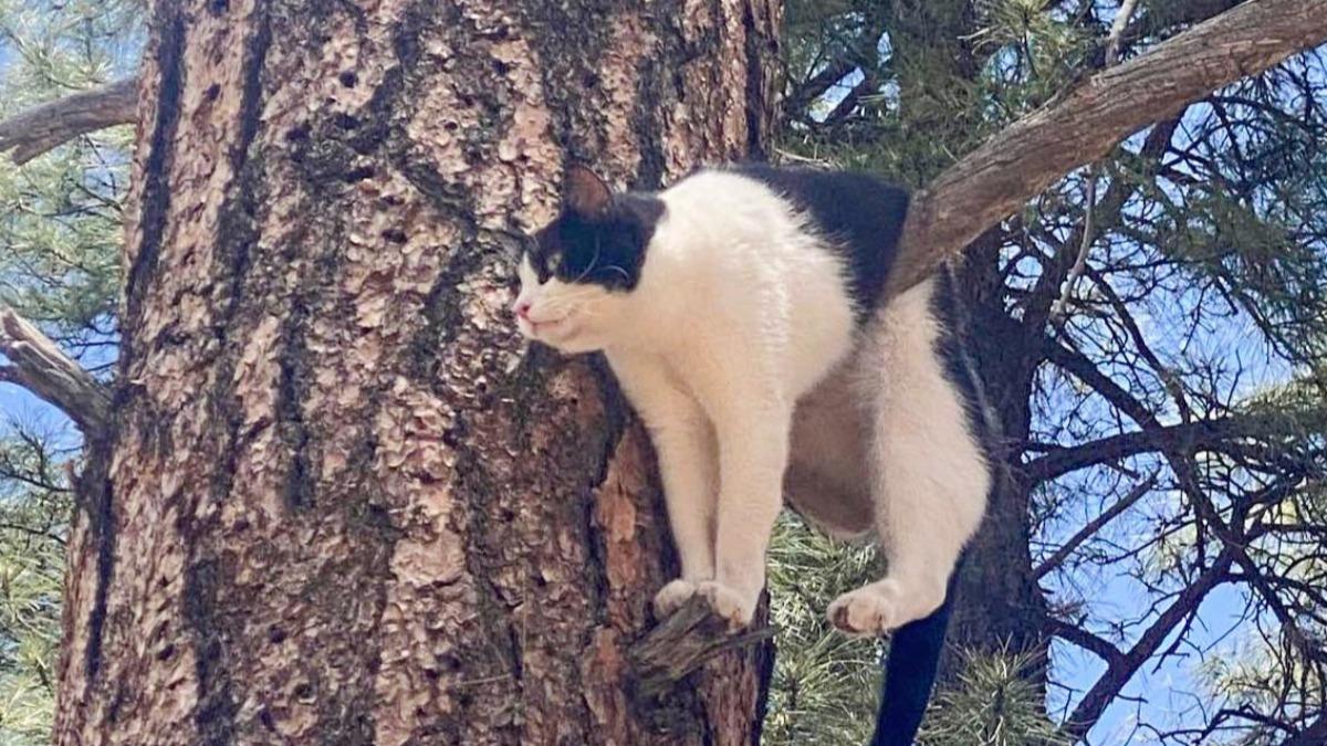 賓士貓亞契，想登高看風景，不料卻以奇特的姿勢卡在樹上。（圖／翻攝自X：@GrandCanyonNPS）