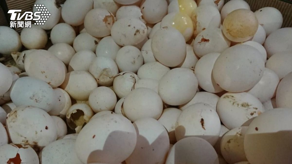 元山蛋品賣噁心液蛋，負責人判決出爐。（示意圖／TVBS資料畫面）