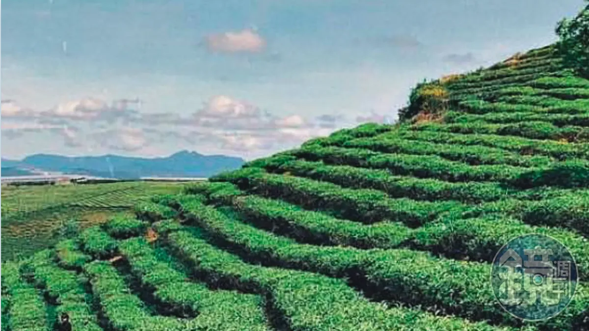 越南大勒山的茶園（圖）幾乎都由台商經營，進口來台的數量龐大。（圖／鏡週刊）
