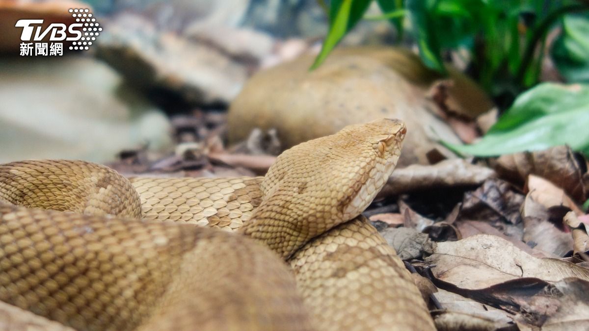 金矛頭蛇的毒夜是普通大陸毒蛇的5倍強。（示意圖／Shutterstock達志影像）