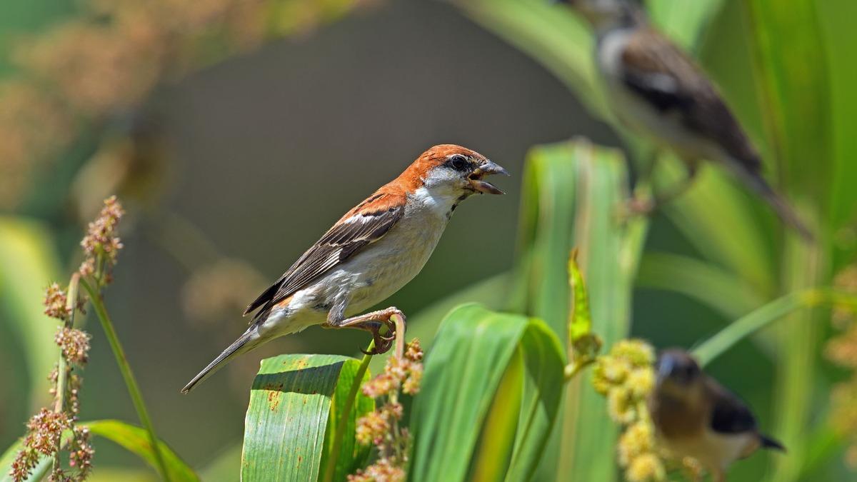 Tree sparrow population under 2,000 (Courtesy of Wild Bird Society of Chiayi) Tree sparrow population under 2,000, says Taiwan agency