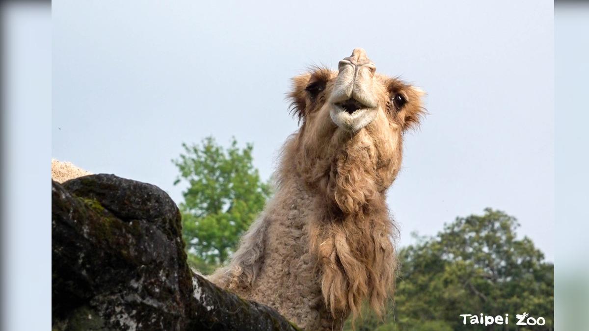 台北市立動物園２６歲駱駝「玉葉」昨上午死亡（圖／北市動物園提供）