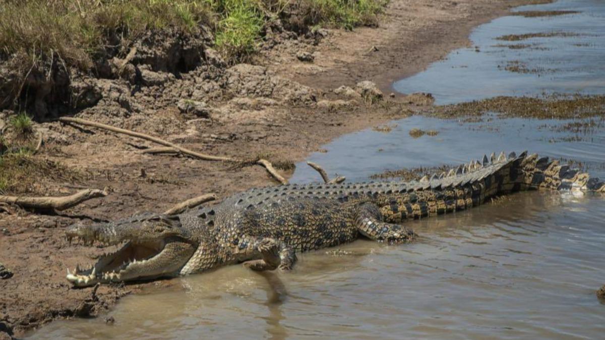 澳洲驚傳12歲女童游泳時遭到鱷魚襲擊，最終警方只找回遺骸的恐怖事件。（示意圖／翻攝自X@newsvisionmedia）