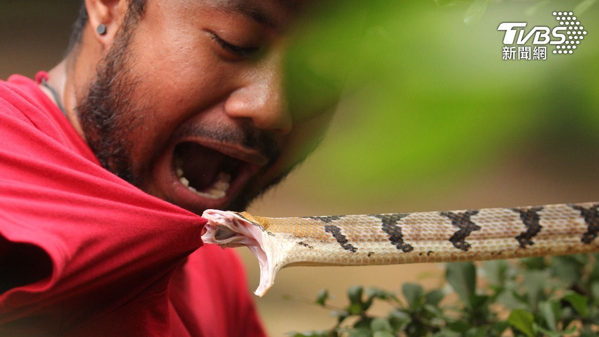 印度男「2個月被毒蛇咬5次」。（示意圖／shutterstock 達志影像）