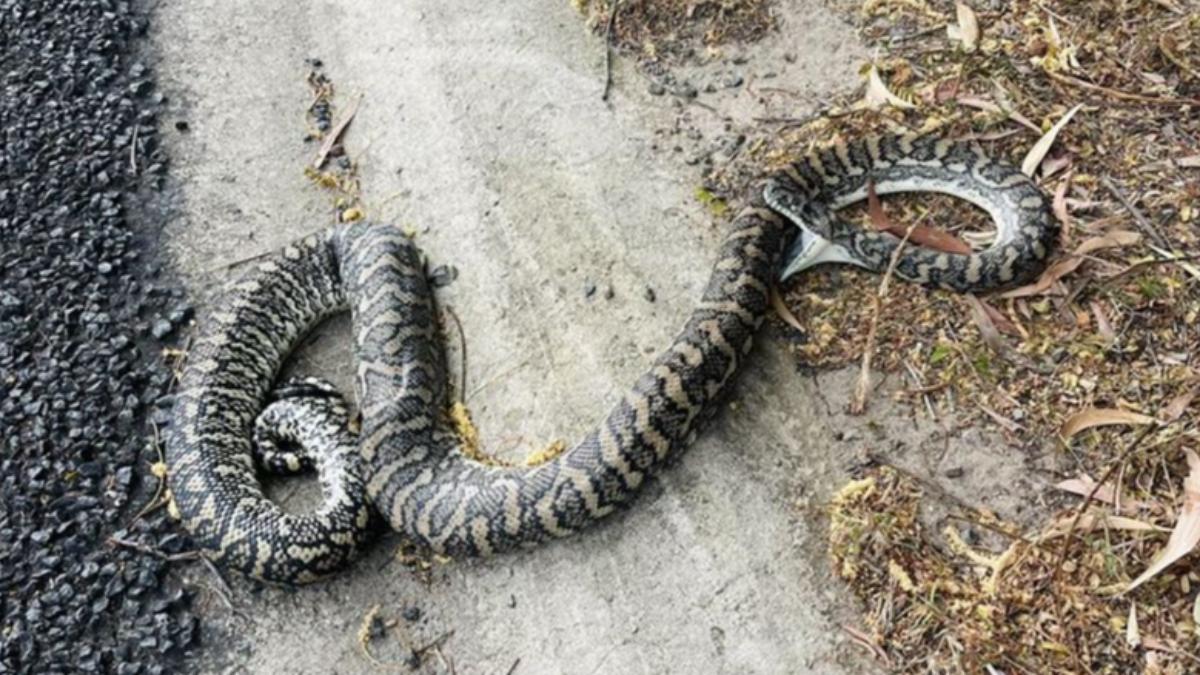蟒蛇遭遇車禍後，竟咬住自己，直至死去仍然不放。（圖／翻攝自臉書：Sunshine Coast Snake Catchers 24/7）