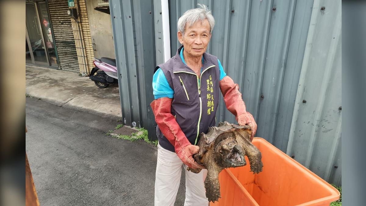 里長邱朝欉協助將鱷龜安置水中保濕。（圖／新北市政府動物保護防疫處提供）