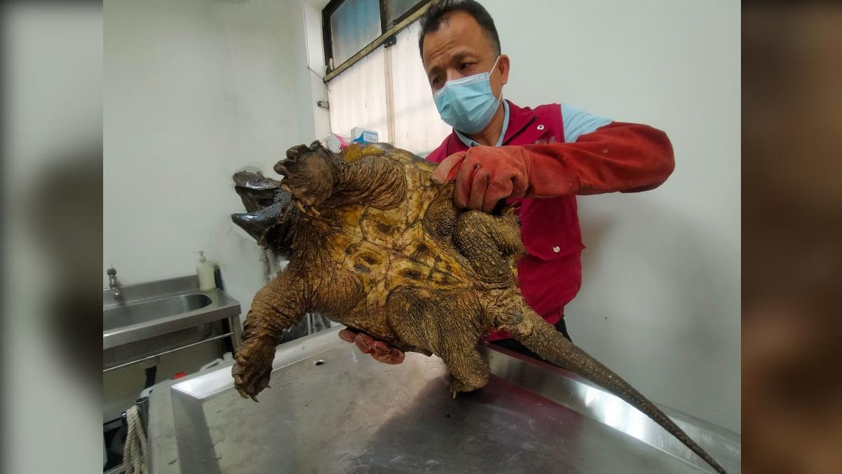站長謝弘斌為鱷龜進行健康檢查。（圖／新北市政府動物保護防疫處提供）