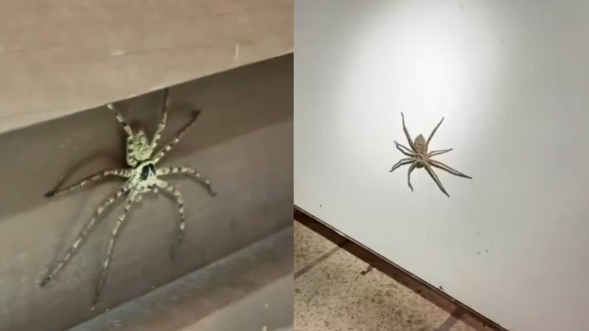 男廁出現恐怖大蜘蛛。（圖／翻攝自臉書「爆廢1公社」）