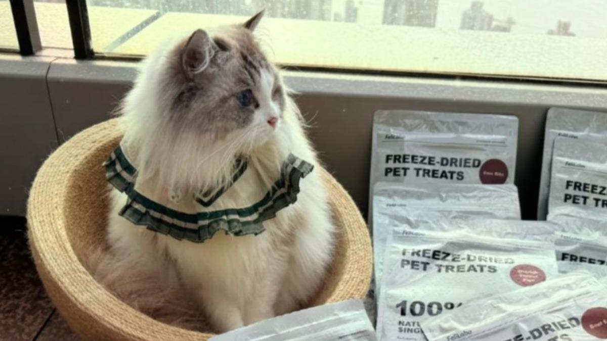 吳佩慈曬出家中新成員，是一 隻可愛的布偶貓。（圖／翻攝自吳佩慈小紅書）