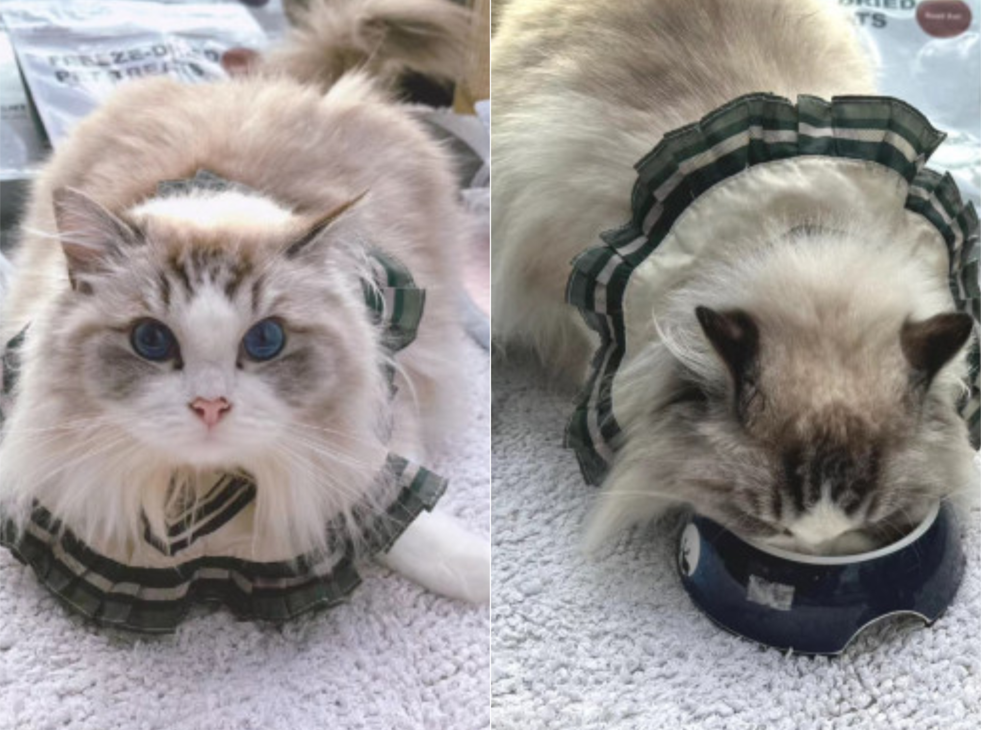 布偶貓一看就很貴氣。（圖／翻攝自吳佩慈小紅書）