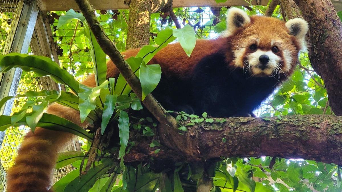 小貓熊「YaYa」12日因病離世。（圖／翻攝自台北市動物園臉書） 