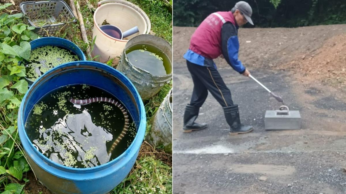 雨傘節受困儲水桶內，讓老農嚇破膽，最後由新北市動保處派員移除。（圖／翻攝新北市動保處官網）