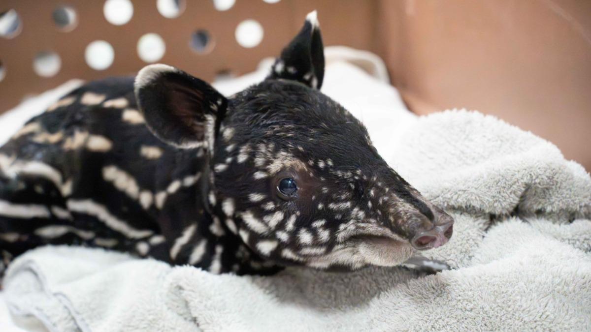 北市動物園馬來貘「貘莉」今早順產一仔。（圖／北市動物園提供）