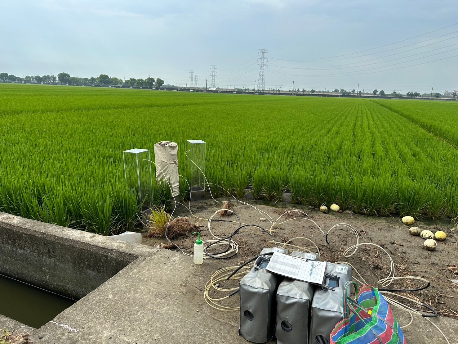 雲林縣府與中興大學，為緩解水稻田溫室氣體排放，為緩解水稻田溫室氣體排放，效果顯著。（圖／中央社）