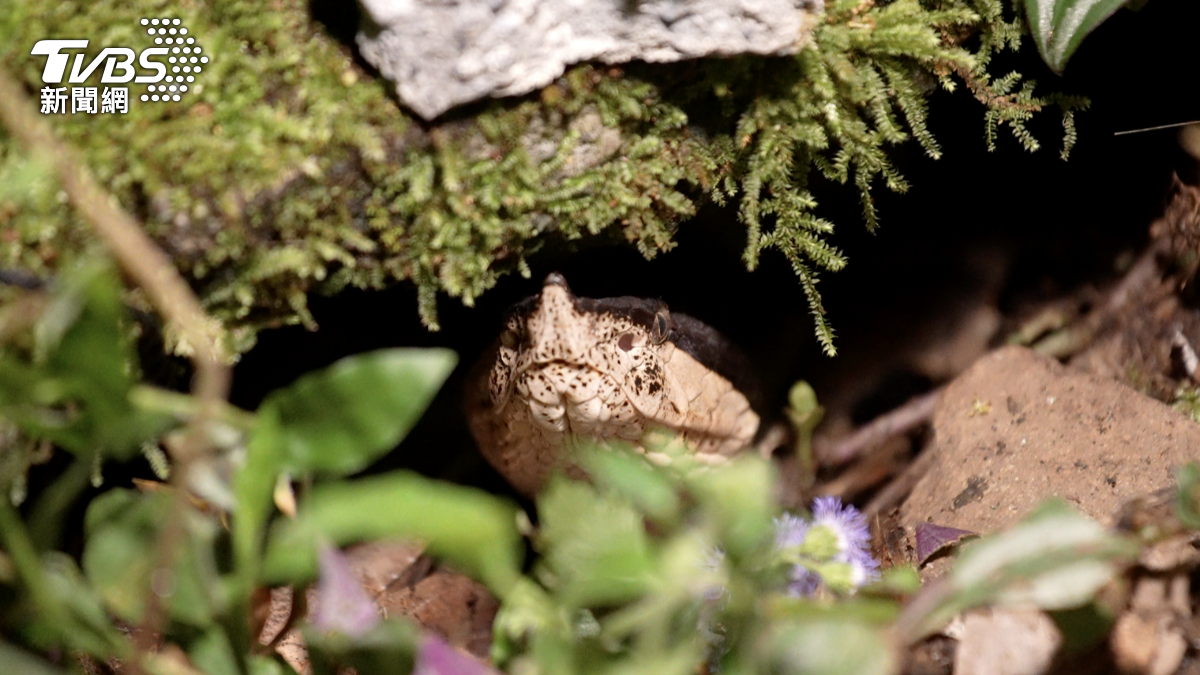 今天是世界蛇日。(圖/TVBS)