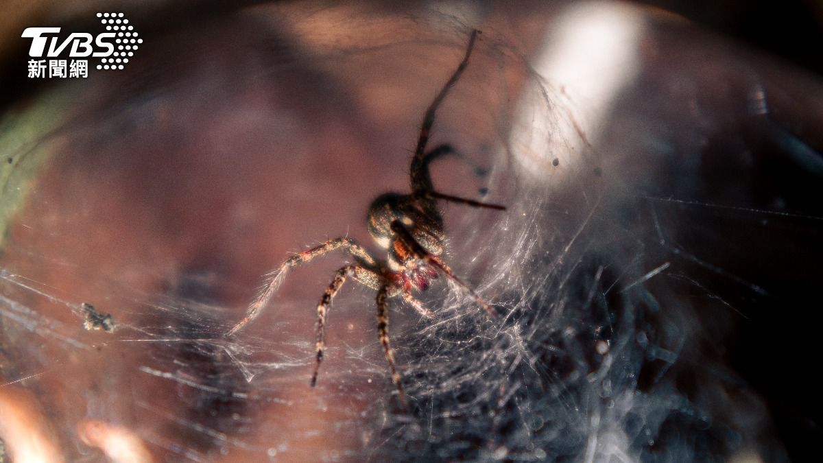 男子到巴西旅遊被毒蜘蛛咬傷身亡。（示意圖／Shutterstock達志影像）