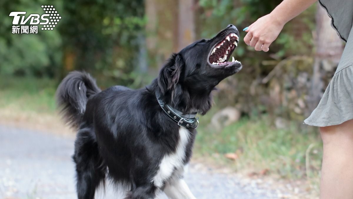 狗遭惡意撞死。（示意圖，非當事狗狗／Shutterstock達志影像）