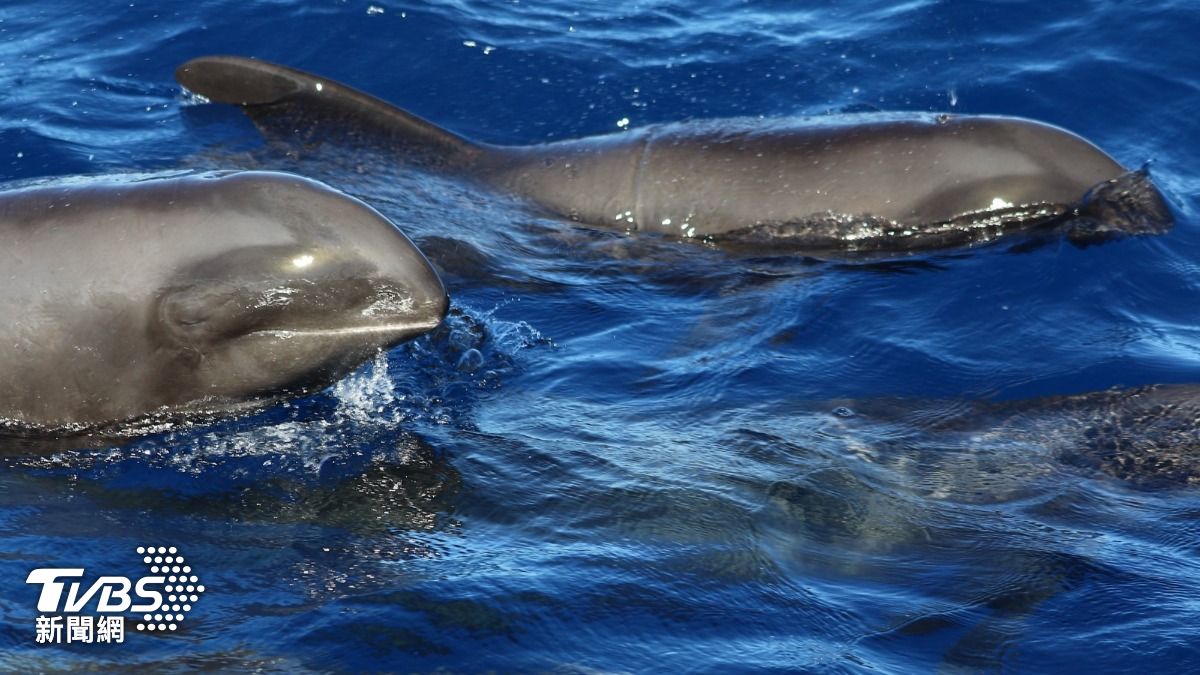 3年才一隻！罕見「瓜頭鯨」現身花蓮近海百隻群游震撼畫面曝│TVBS新聞網