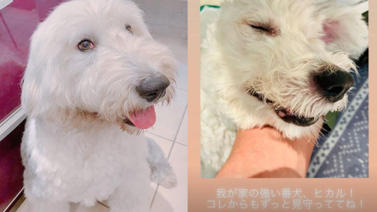木村一家發文道別愛犬。（圖／翻攝自木村拓哉、木村心美IG）