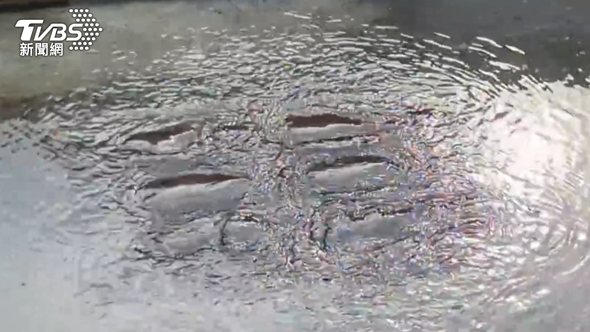 甚至連排水恐也不斷冒出水。（圖／TVBS）