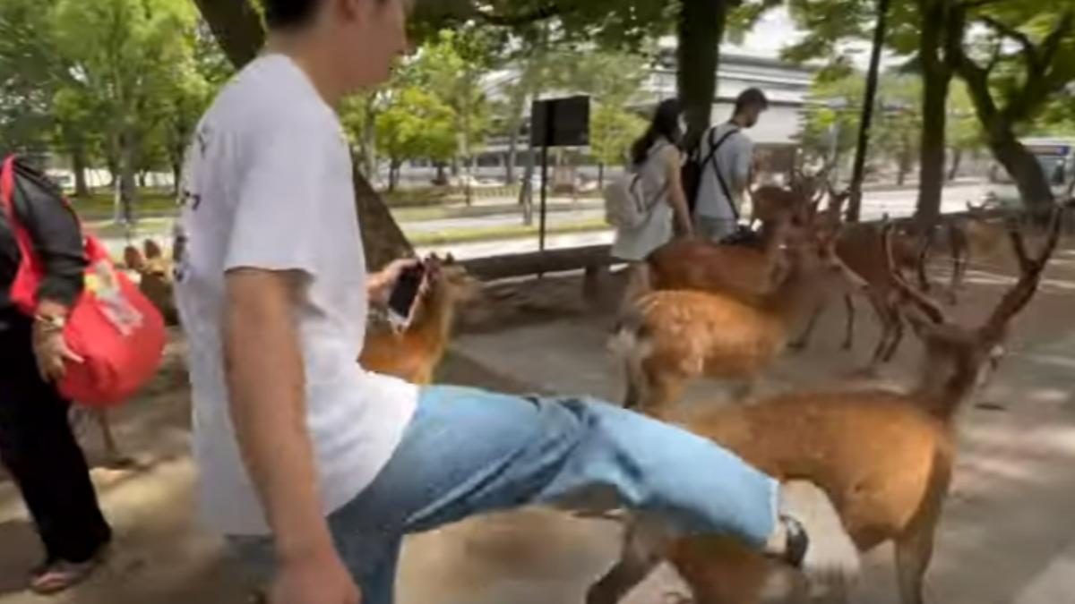 傳中國遊客在奈良公園對鹿又踹又打。（圖／翻攝自野生の王様 YT頻道）