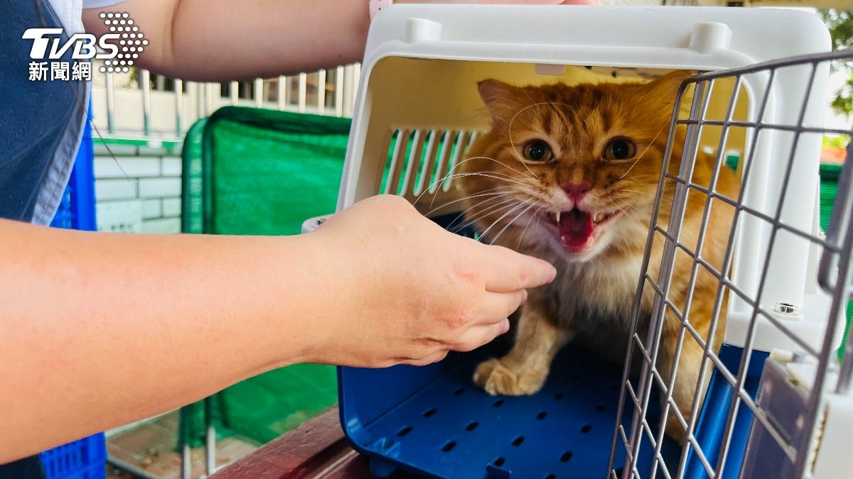專門獸醫師會照顧寵物。（圖／陳祁 攝）