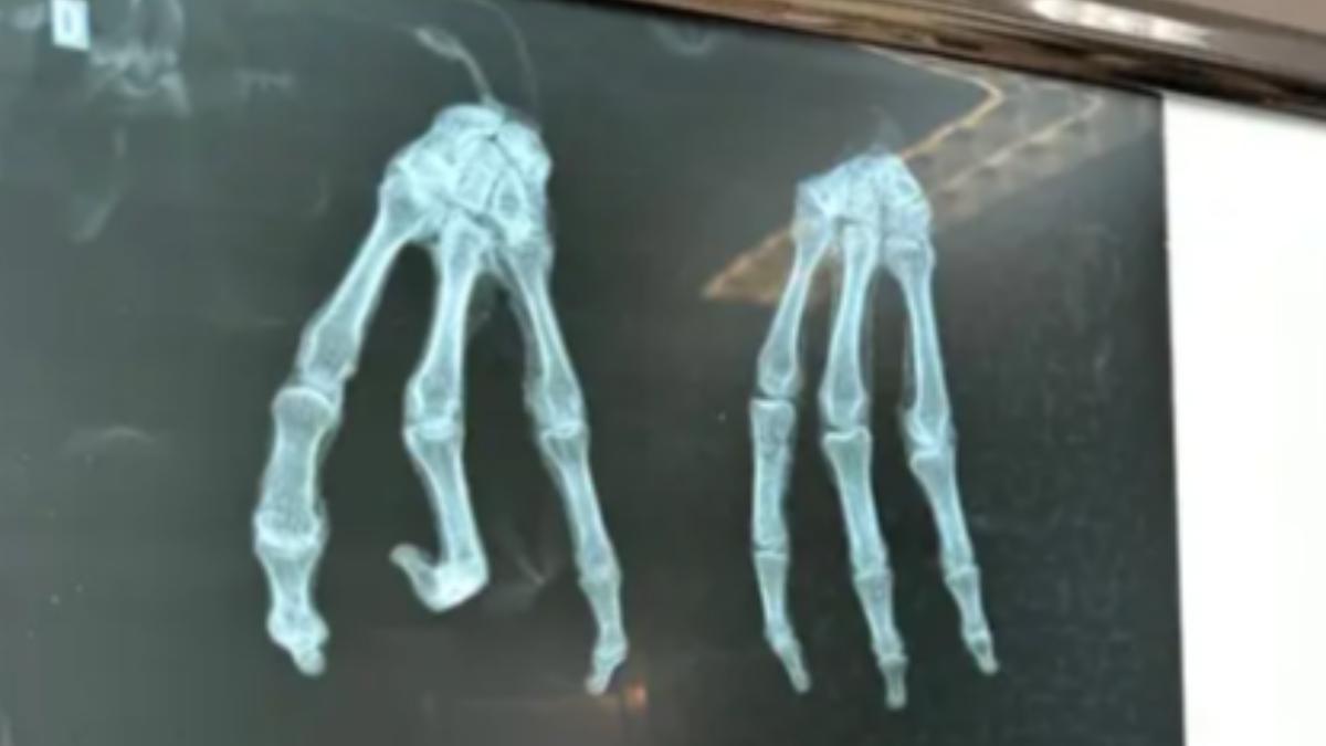 電影製作人聲稱,X射線顯示這些木乃伊不是假的,儘管它們可能不是來自另一個星球。(圖/翻攝自每日郵報)