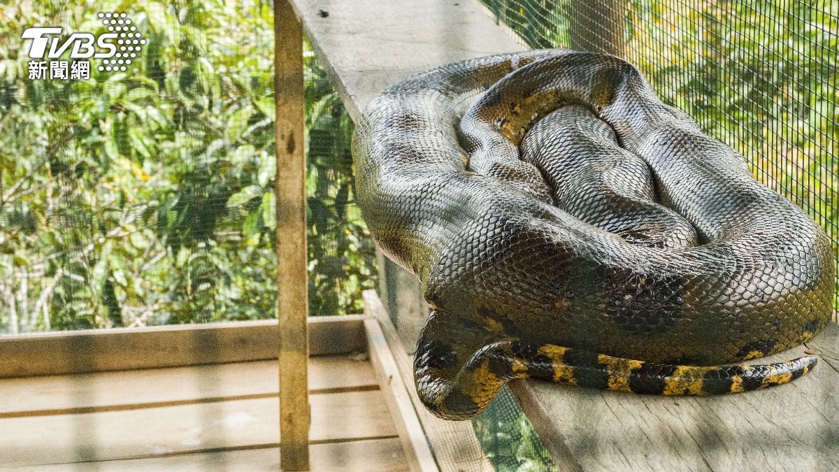 中國大陸中山公園動物園證實「蟒蛇越獄」。（示意圖／Shutterstock達志影像）