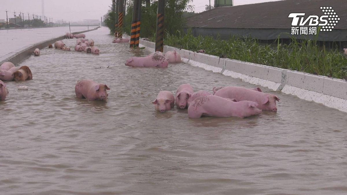 [新聞] 假的！網傳凱米颱風高雄豬仔逃出豬圈　實為2018年水災畫面