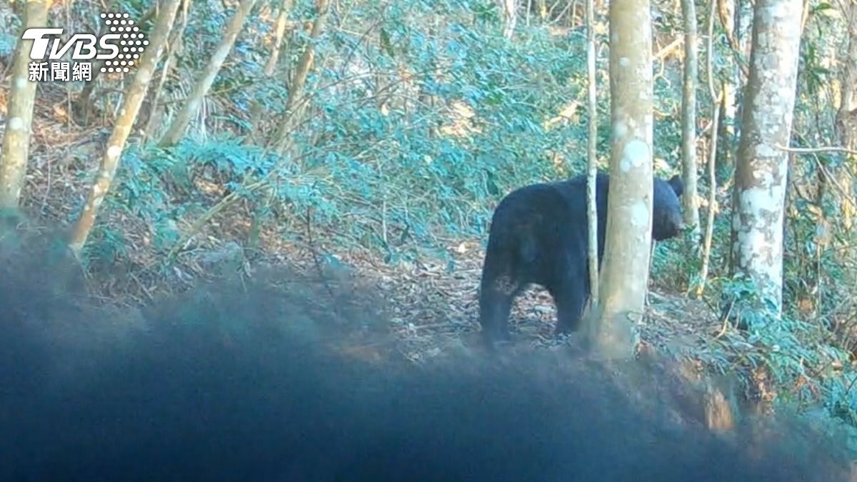 小熊在鏡頭前逗弄相機。（圖／TVBS）