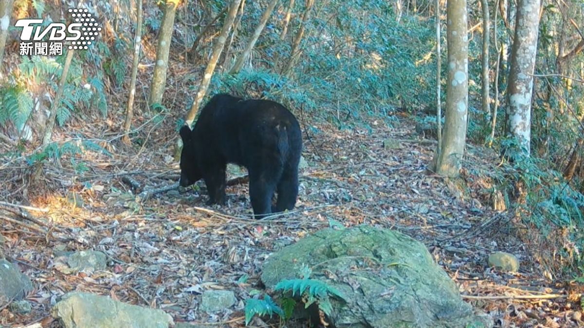 母熊帶兩隻小熊現蹤。（圖／TVBS）