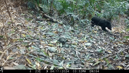 黑熊在鏡頭前搔癢。（圖／TVBS）