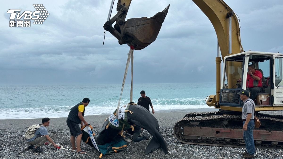 怪手吊起已停止呼吸的抹香鯨幼兒。（圖／TVBS）