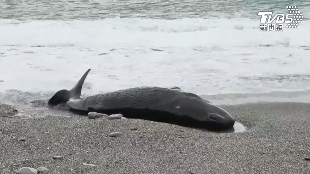 有人發現一隻活體抹香鯨擱淺在七星潭附近海灘上。（圖／TVBS）