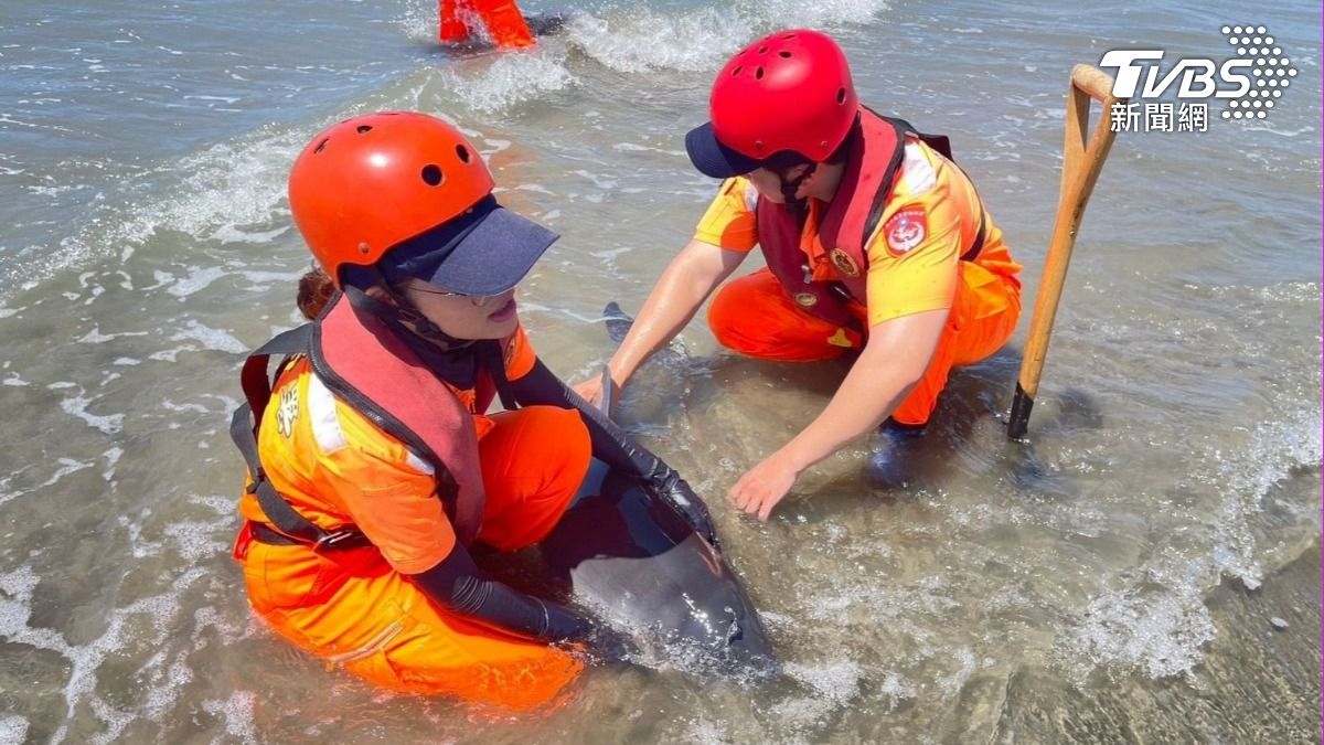 總共有一大一小的鯨豚擱淺。（圖／TVBS）