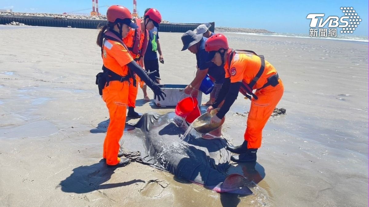 海巡人員替鯨豚補水。（圖／TVBS）