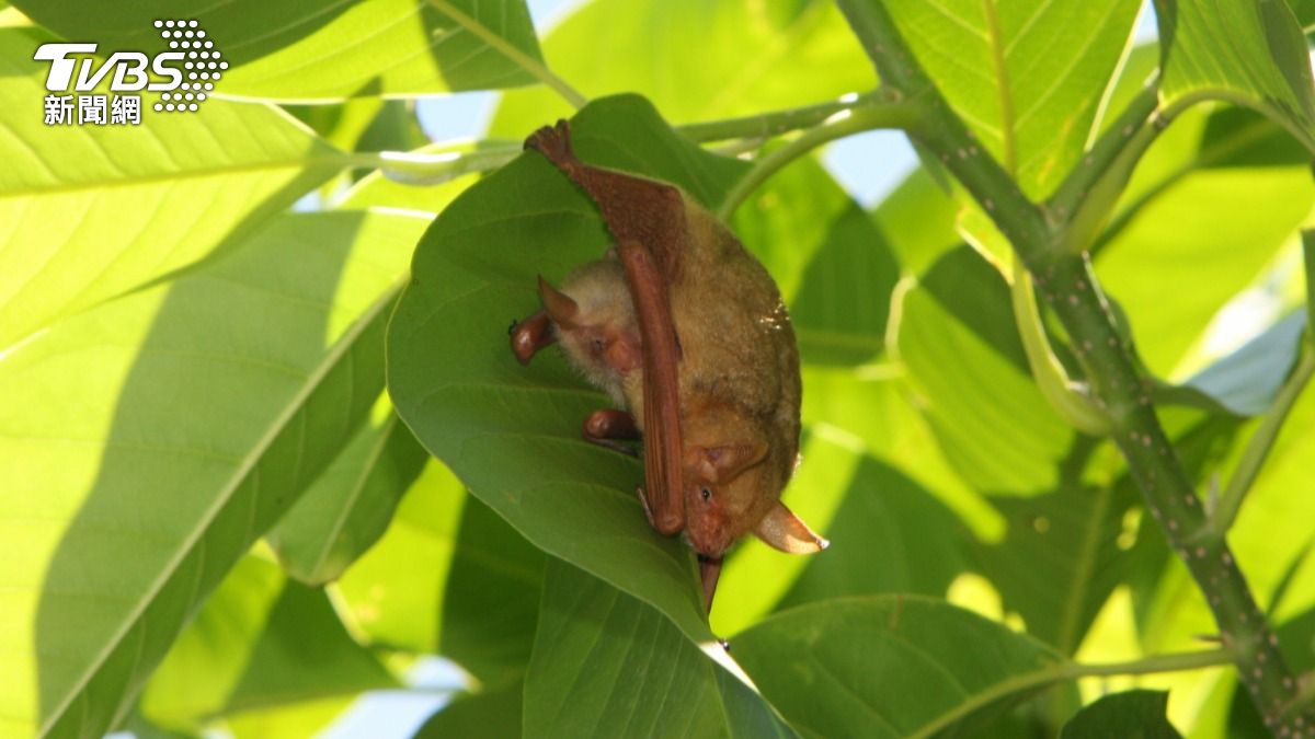 黃金蝙蝠是農民的好朋友。（圖／民眾張恒嘉攝）