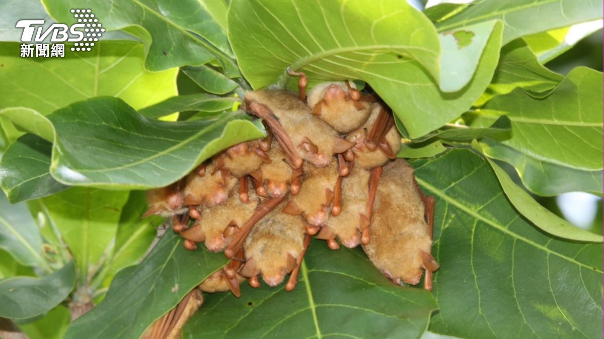 群聚的黃金蝙蝠。（圖／民眾張恒嘉攝）