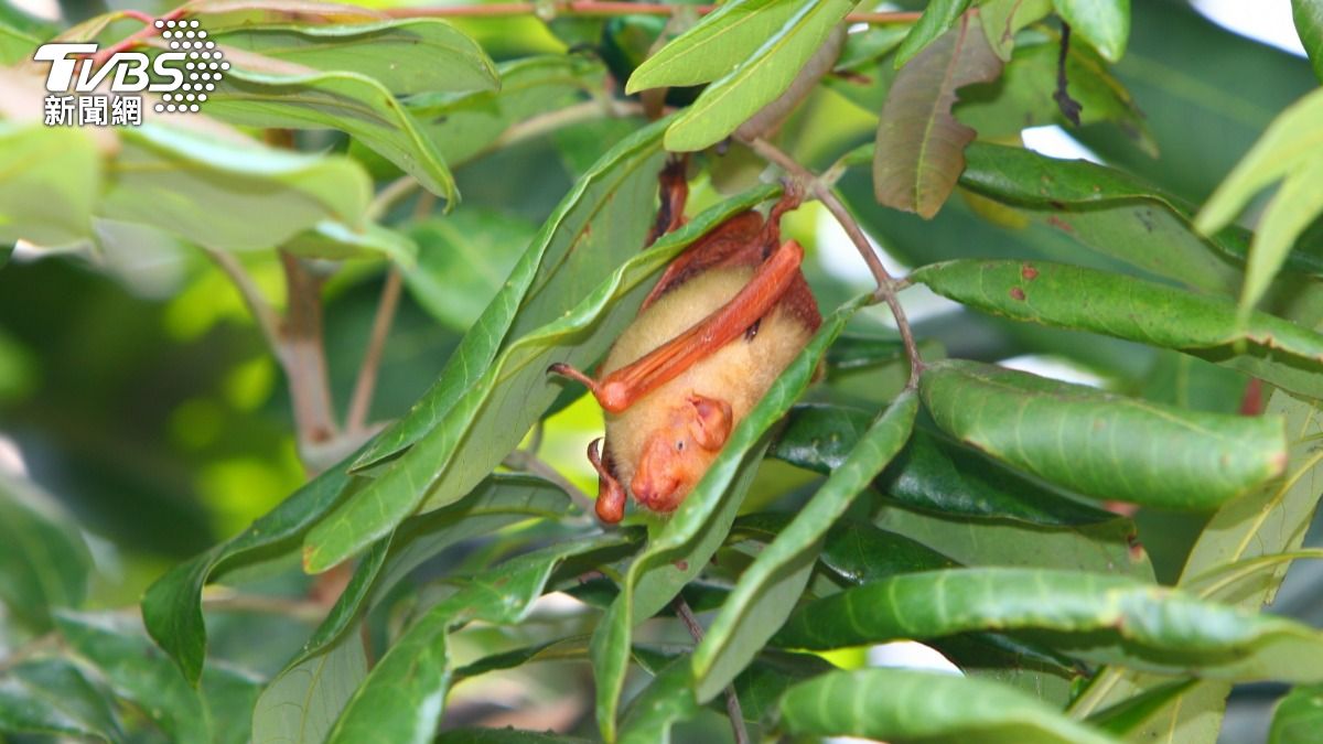 黃金蝙蝠相當可愛。（圖／民眾張恒嘉攝）