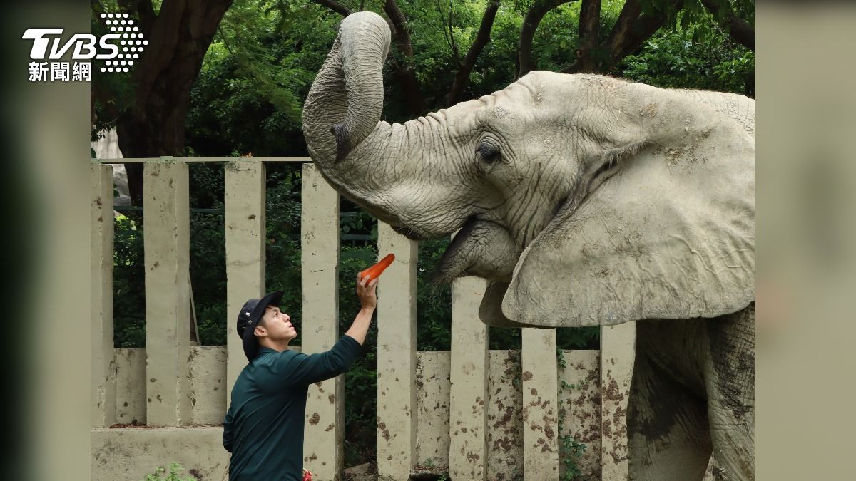 大象阿里的前保育員張永興會定期回來，緩解阿里的分離焦慮。（圖／TVBS）