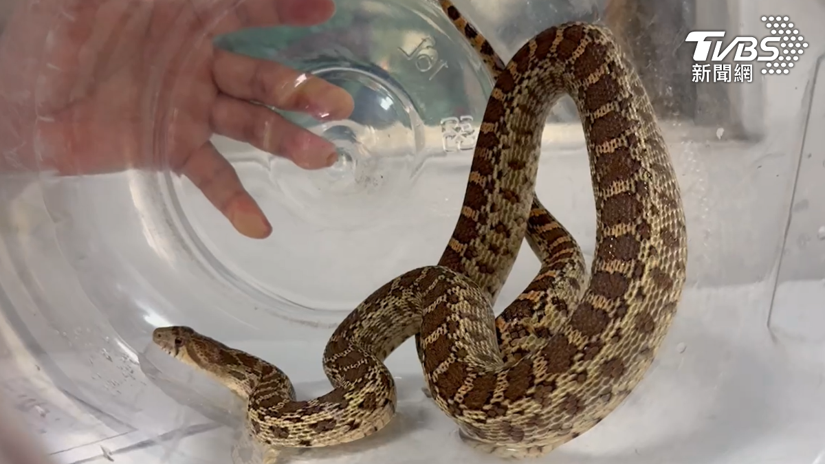 牛蛇被歸類為寵物蛇。（圖／TVBS）