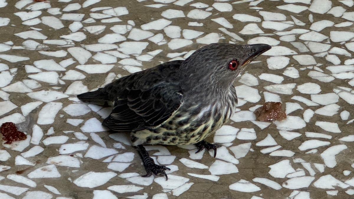 輝椋鳥疑似食用了過熟果實，導致酒醉撞窗死亡。（圖／台南社大研究員林政翰 提供）