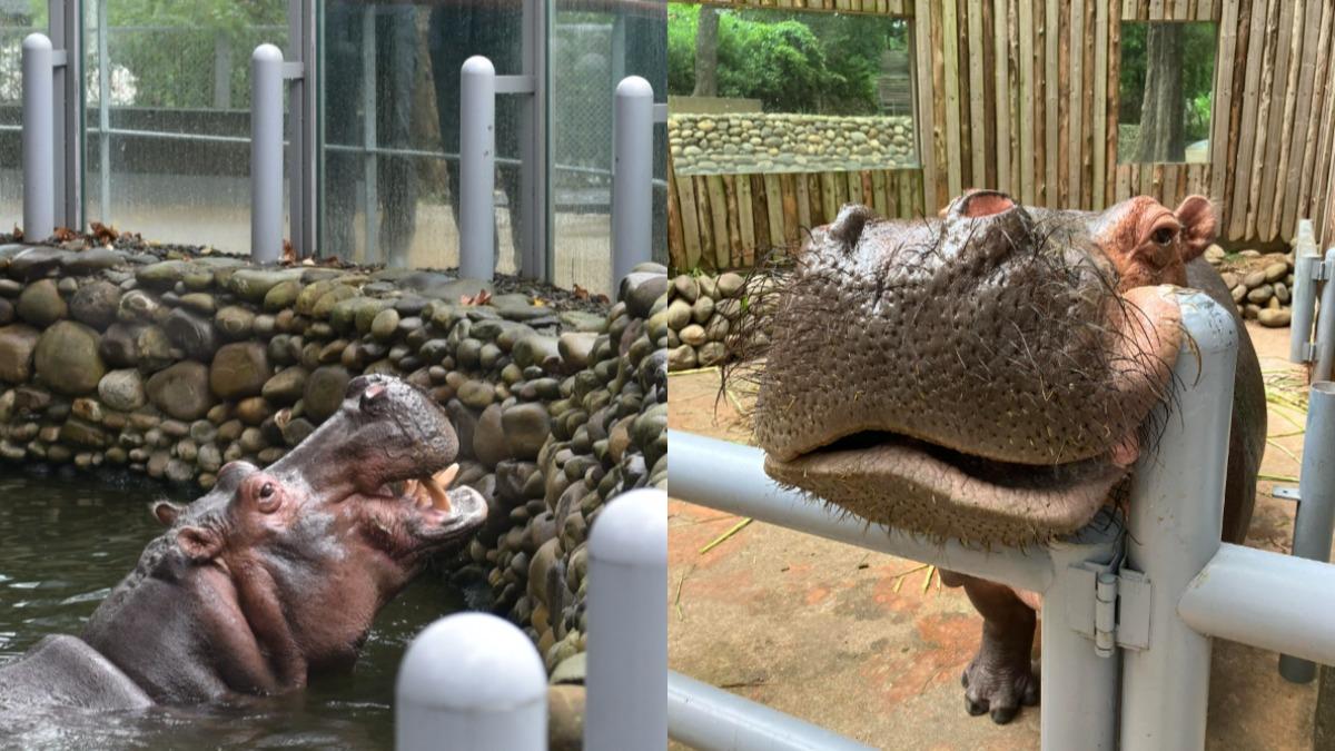 Hsinchu Zoo reports hippo feeding incident to police (Courtesy of Hsinchu Zoo’s Facebook) Hsinchu Zoo reports hippo chip-feeding incident to police