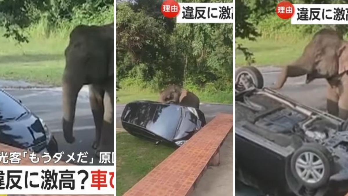 泰國大象左右擺弄車輛，砰一聲直接「烏龜翻」，違規車主心碎。（圖／擷取自富士新聞網）