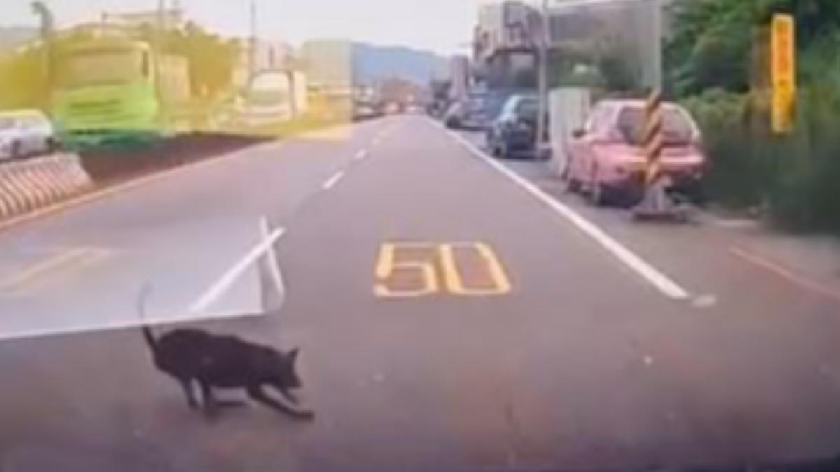 小黑狗穿越馬路時遭汽車撞上，過程全被行車紀錄器拍下。（圖／翻攝新北市動保處官網）