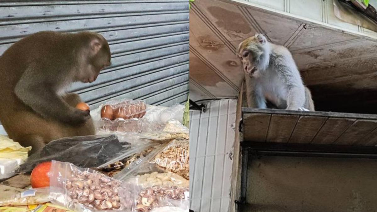 北市內湖區近期猴子出沒頻繁。（圖／翻攝自李彥秀臉書）