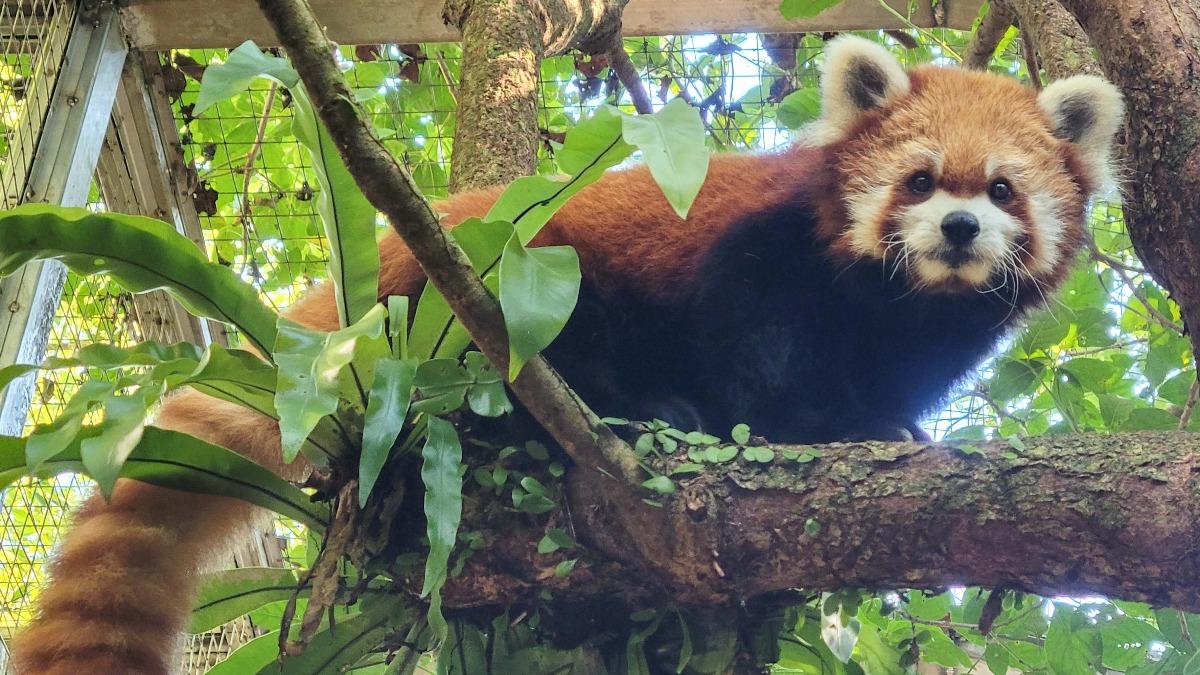 小貓熊「YaYa」今年7/12逝世。（圖／台北市立動物園提供）