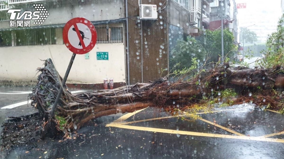 大樹疑似不堪暴雨衝誇應聲倒地。（圖／TVBS）