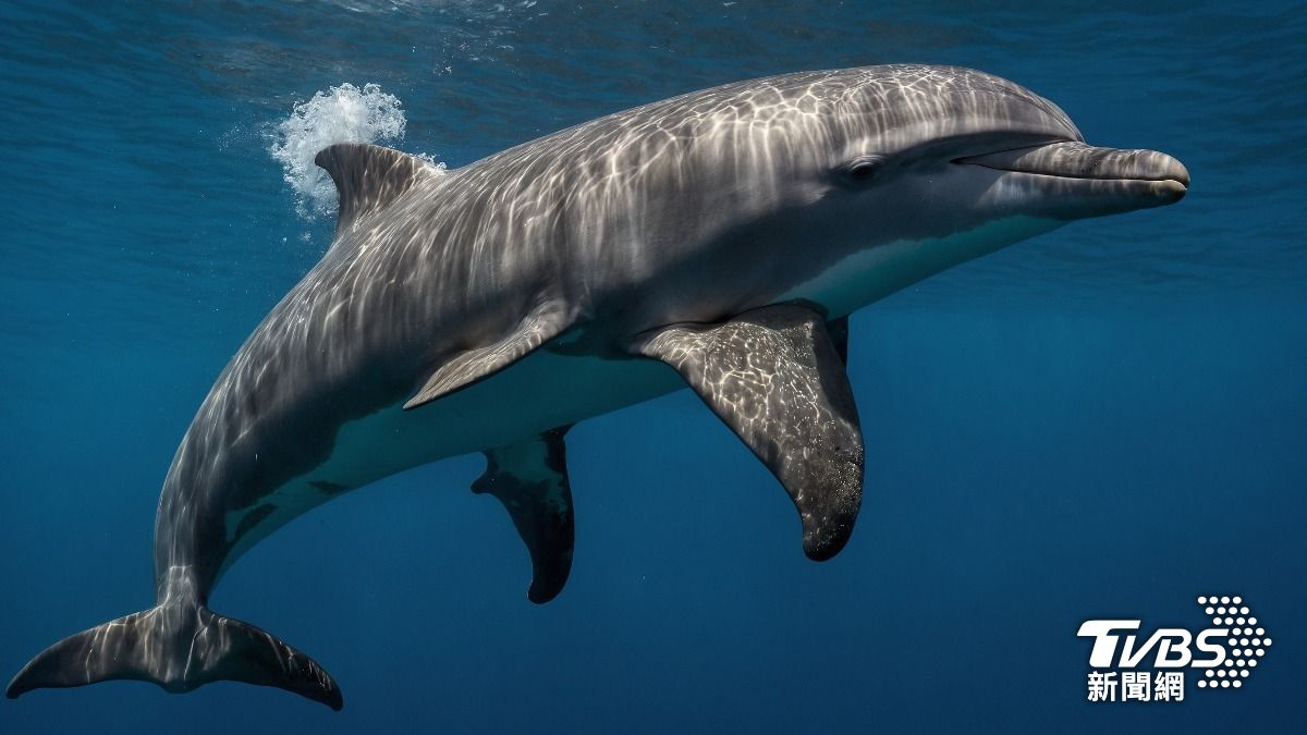 專家直言，印太瓶鼻海豚會透互咬來模擬性行為與溝通。（示意圖，與本文無關／shutterstock達志影像）
